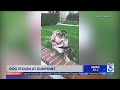 Man walking dog robbed at gunpoint in West Hollywood; dog stolen 