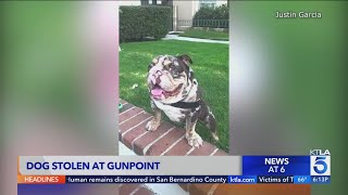 Man walking dog robbed at gunpoint in West Hollywood; dog stolen 