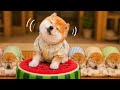 お気に入りの場所で寝る子🍉💤夢の中で忙しい子🥹One puppy found the perfect sleeping spot