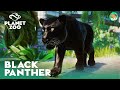 Black Panther Showcase & how to get it - Planet Zoo  South America Pack DLC