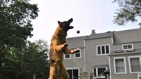 German Shepherds at their finest