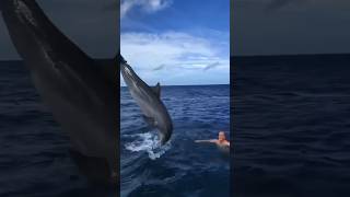 Дельфины спасли людей от акулы 🤯 #youtubeshorts #животные #рек