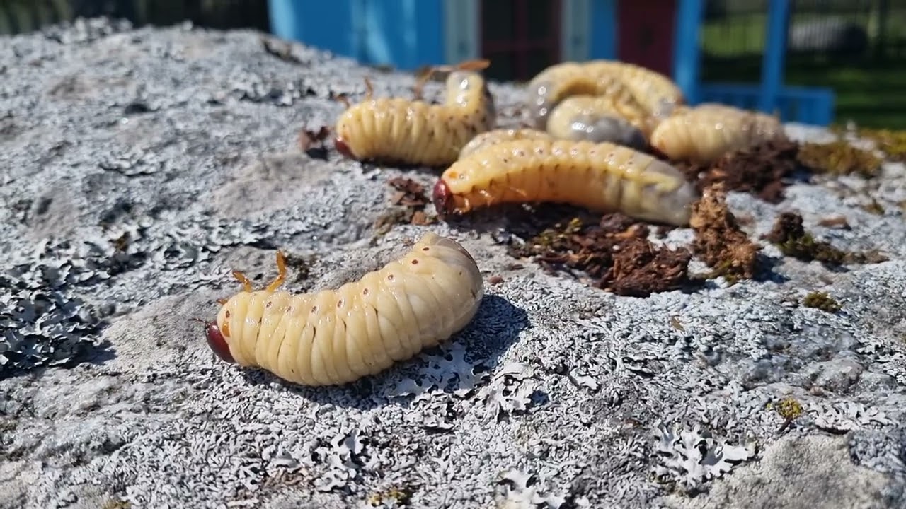 Cockchafer         maipõrnikas melolontha hippocastani