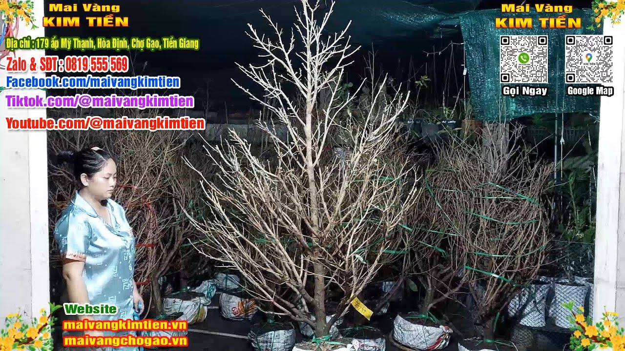 Mai Vàng Nhiều Nụ Đón Tết Bao Ship Toàn Quốc - Mai Vàng Kim Tiền Chợ Gạo