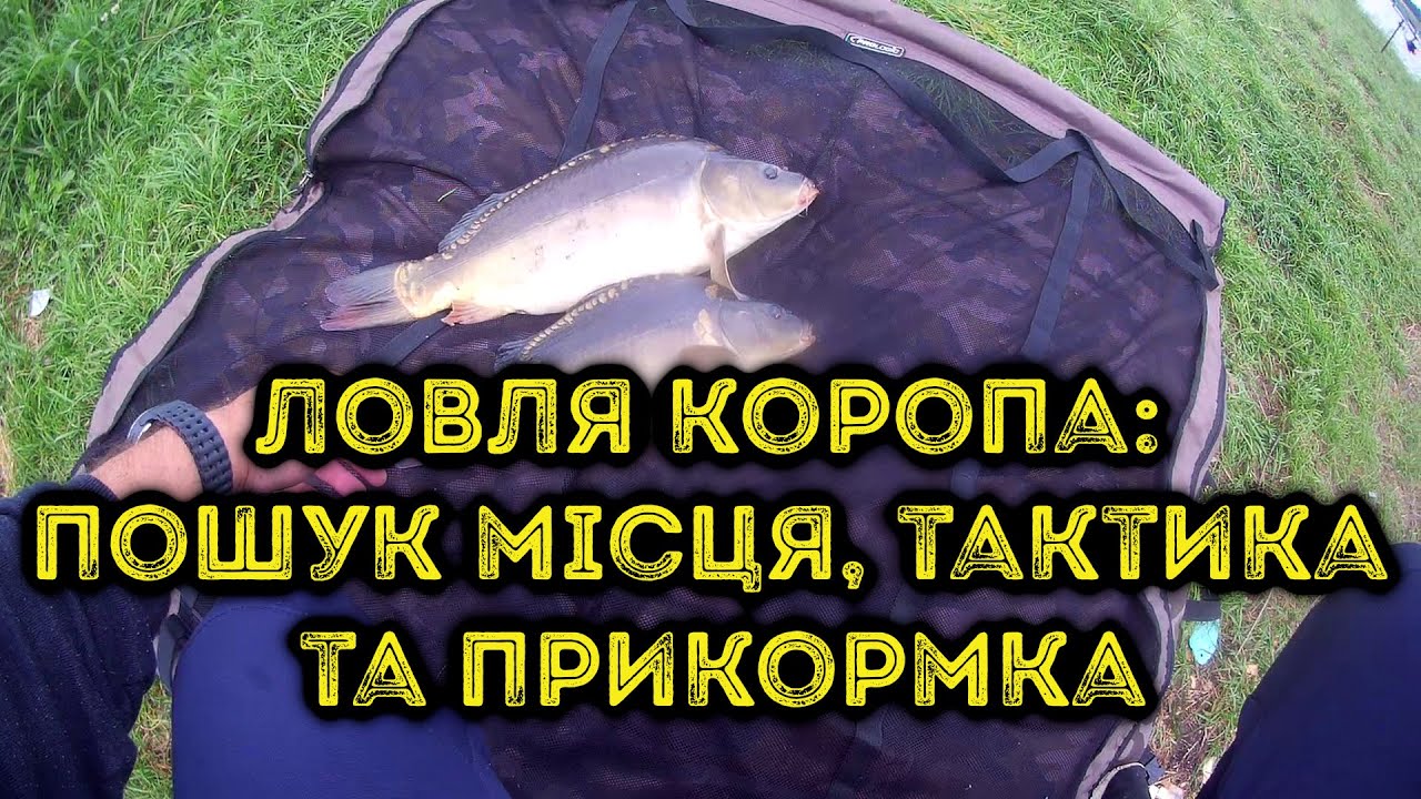 Ловля коропа пошук місця, прикормка та тактика