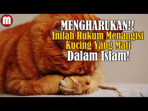 Video: Cara Mengatasi Kehilangan Hewan Peliharaan: Hari Anjing Saya Meninggal