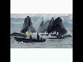 دعاء سيدنا يونس الذي اخرجه من الحوت 