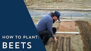 How to Plant Beets