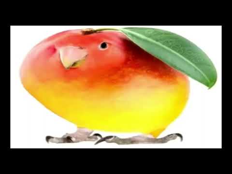 we live we love we lie (mango bird version)