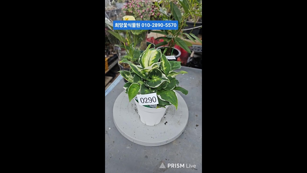 ❤라이브❤봄이오는 소리