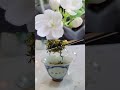 A tea that was invented 2,000 years ago in Song Dynasty #茉莉花 #jasmine #greentea #tea #mocktail