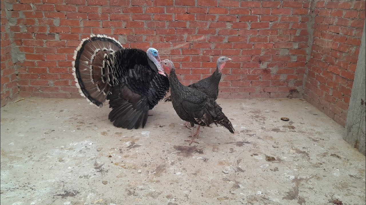 جولة سريعة عند الطيور 