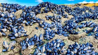 Coastal Foraging - Mussel, Clam and Crab - Clean and Delicious Cookup Autumn 2021