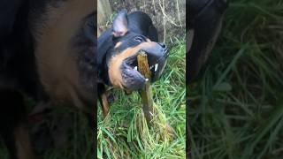 Rottweiler Chewing #shorts #short #asmr #rottweiler