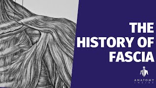 The History Of Fascia Discovering Fascia Online