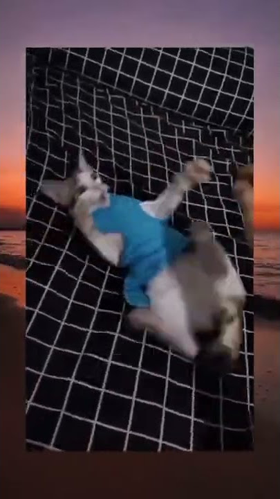 kucing kesurupan