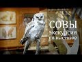 Экскурсия по выставке «Совы». Наталья Носова