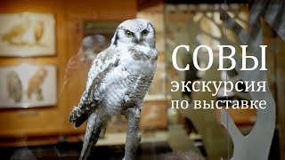 Экскурсия по выставке «Совы». Наталья Носова