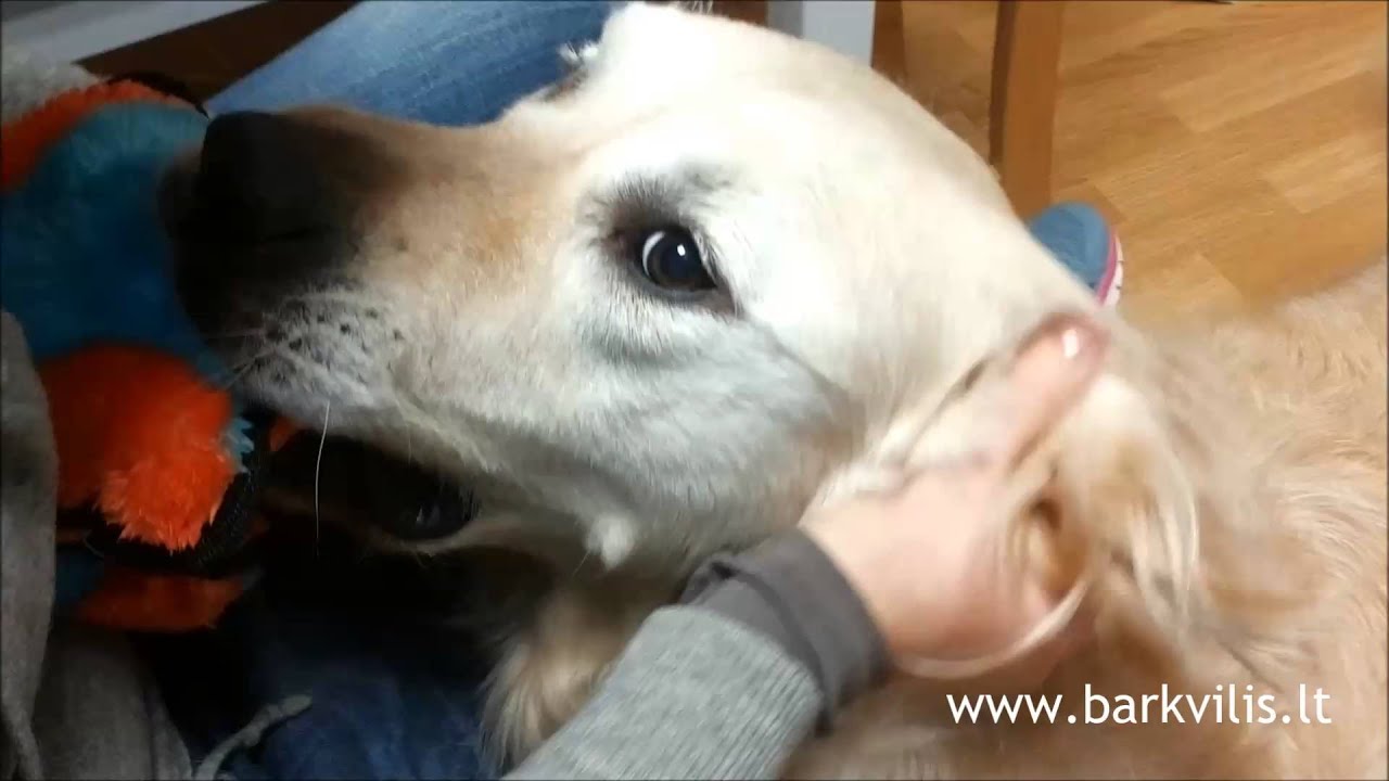 barkvilis .. dog ... toy .... massage............. paradise