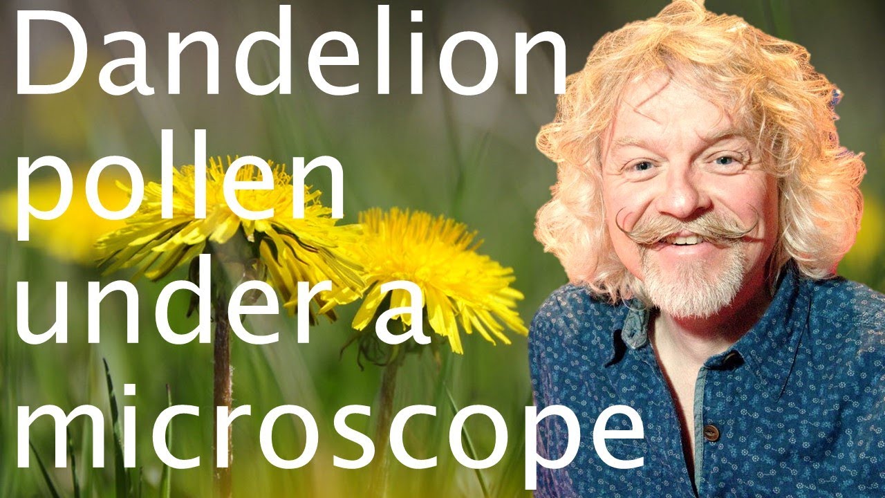 How does a dandelion reproduce? - Marty Jopson - YouTube