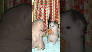 Cookie Sharing Gone Wrong 😂🐱 #cats #cookies #funny #shorts #reels