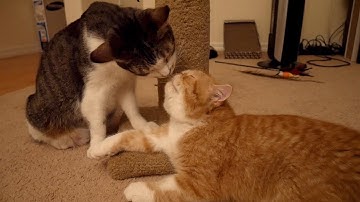 HOW WE INTRODUCE OUR EXOTIC SHORTHAIR KITTEN TO OUR OTHER CAT | SVEN AND ROBBIE