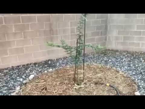 Vidéo: Velvet Mesquite Care: Comment faire pousser un arbre Velvet Mesquite