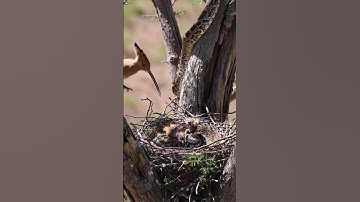 🐦 Mother Hoopoe vs Python: Epic Chick Rescue Battle! 🐍 #wildlife #shorts