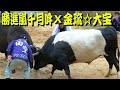 勝進嵐千月吽ｘ金琉☆大宝 2020.1.1　【沖縄闘牛】
