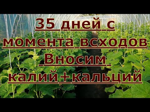 35 дней с момента всходов огурца!Обзор + Важное питание