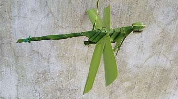 Cách làm con chuồn chuồn bằng lá dừa.