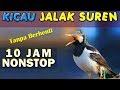 10 jam nonstop  suara kicau burung jalak suren gacor joss gandhos