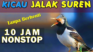 10 JAM NONSTOP - SUARA KICAU BURUNG JALAK SUREN GACOR JOSS GANDHOS