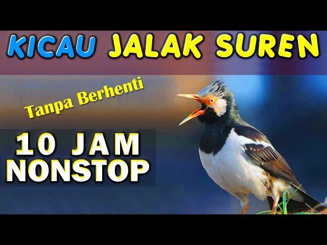 10 JAM NONSTOP - SUARA KICAU BURUNG JALAK SUREN GACOR JOSS GANDHOS class=