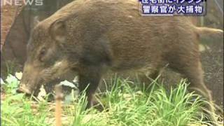 イノシシ大捕物で警官ら奮戦　北九州市の住宅街（09/10/06）