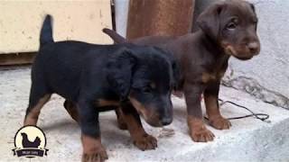 Kako Pri Kupovini Odabrati Štene Za Pomoćnika U Lovu?