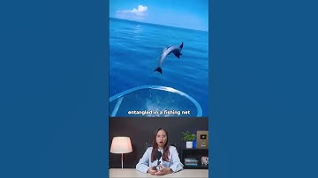 Một anh chàng đã giải cứu một con cá heo bị vướng vào lưới đánh cá và cái kết #shorts #giaicuu