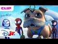 Gobby and Rhino Cause Teleporting Trouble! 🥶 | Marvel's Spidey and his Amazing Friends | @disneyjr