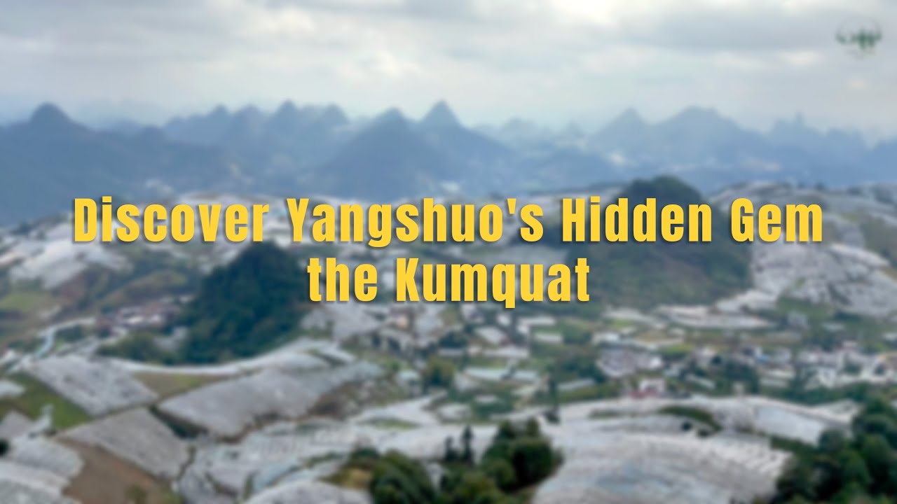 Discover Yangshuo's Hidden Gem - the Kumquat!