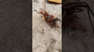 The Fire Ant Queen Descends To Prey On Dragonflies