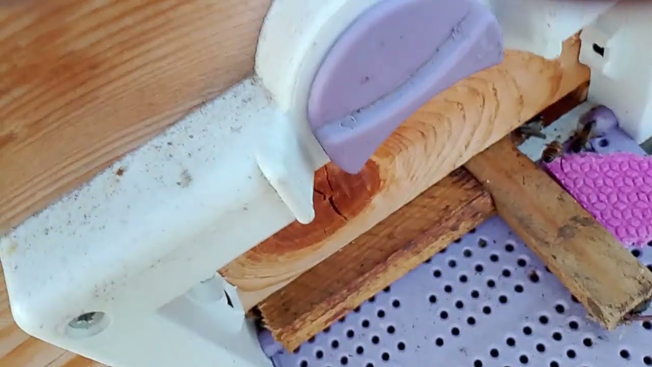 4.7.25 KADRO KAYBETMİŞ veya HASTA BÖLMELERİ BİRLEŞTİREREK KURTARMAK MÜMKÜNMÜŞ #arıcılık #arıçılıq