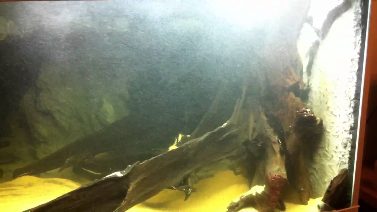 Blowing aquarium bubbles YouTube