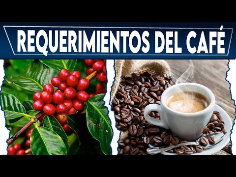 🔴 El Cultivo
