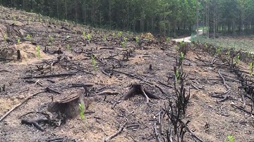 Mô hình thay đổi cây trồng | Nắng Mùa Hạ
