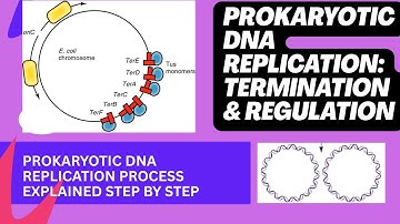 Prokaryotic DNA Replication- Termination and Regulation Explained