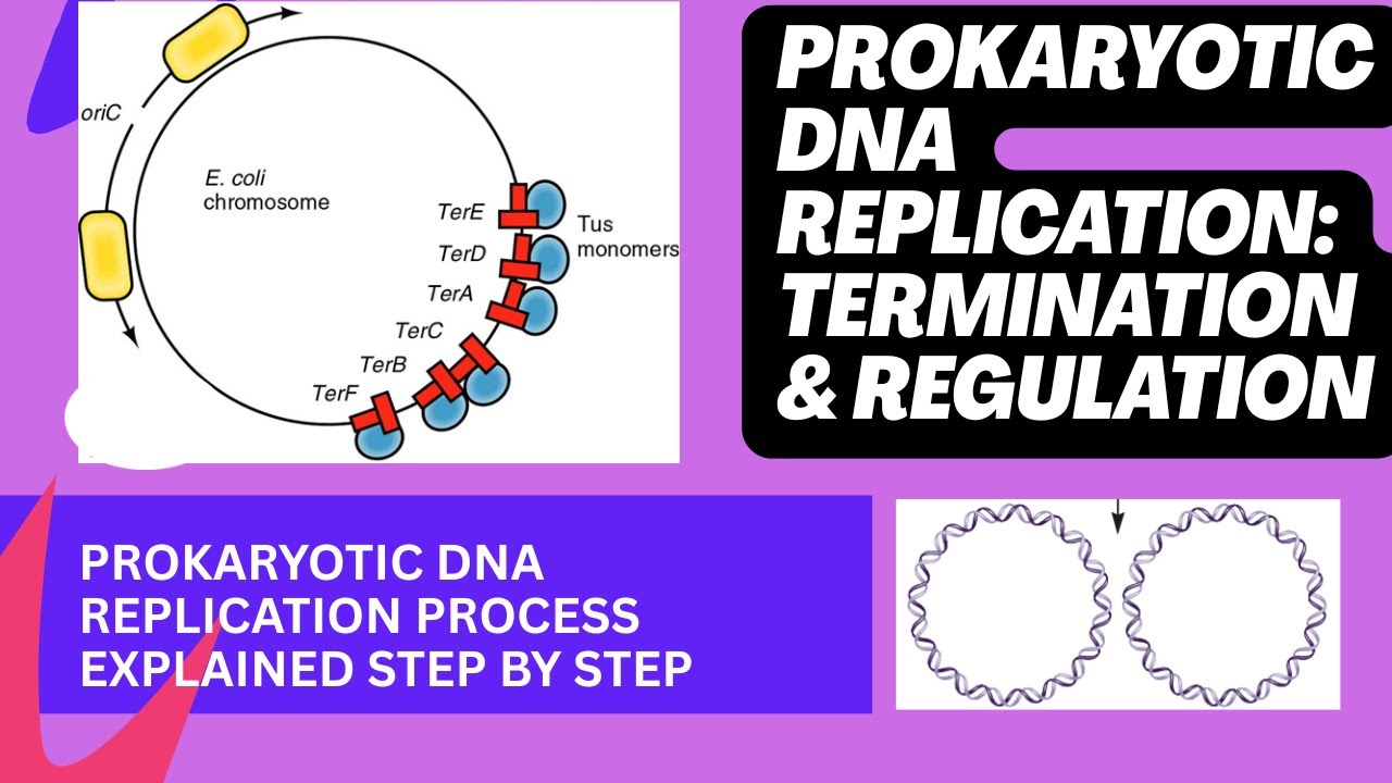 Prokaryotic DNA Replication- Termination and Regulation Explained