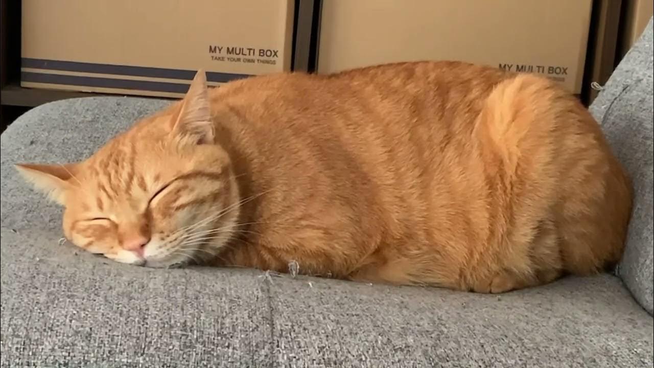 ただただタイガが寝てる動画😸 ～Just a video of Taiga sleeping～ YouTube