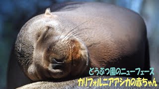 どうぶつ園のニューフェース　カリフォルニアアシカの赤ちゃん