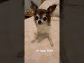 A Happy Hollie #foryou #cute #viral #animals #pet #funny #fypage #dog #chihuahua #shorts #doglife
