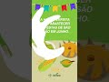 Plantando milho para colher no São João.#agricultura #agro #roça #milharal #milho #planta